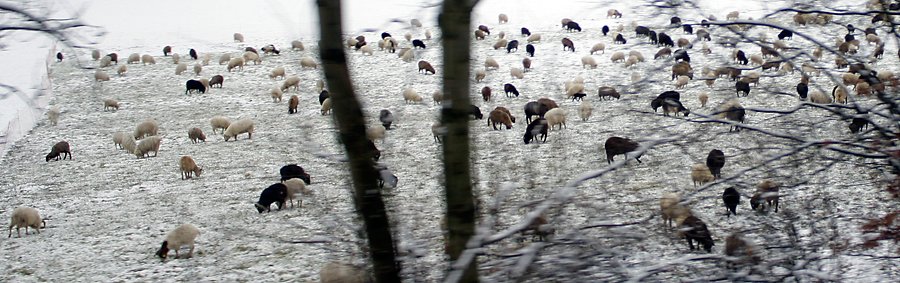 Schnee Schafe, Portr&auml;ts, gro�e kleine Momente, Visionen,Fotos, Reportagen, Gesellschaftsfotografie, Panoramen, freie Arbeiten