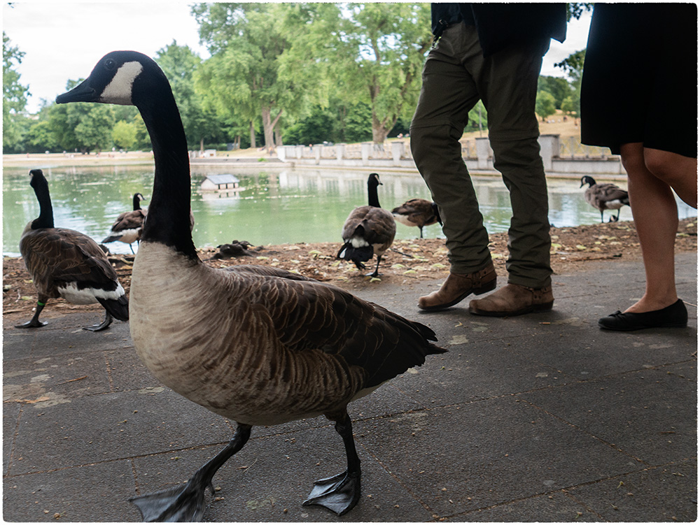 Spazieren am Aachener Weiher 05.07.2025