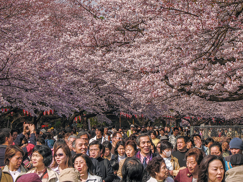 Tokyo Ueno park Hanami 2006